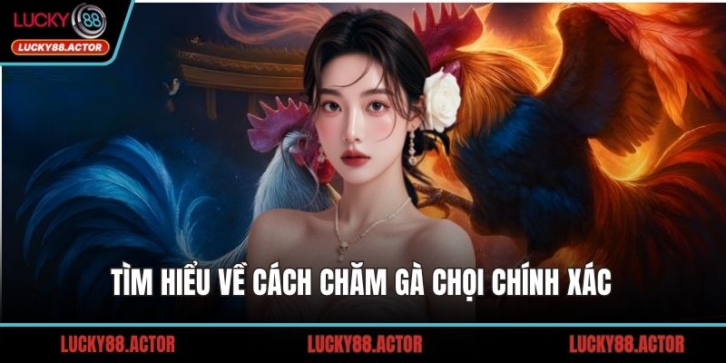 Tìm hiểu về cách chăm gà chọi chính xác
